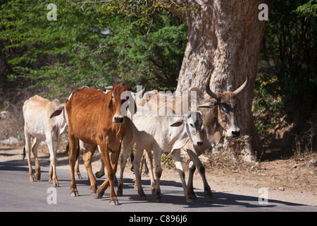 Des vaches sacrées de la balade le long de la route de Jaipur, Rajasthan, Inde du Nord Banque D'Images