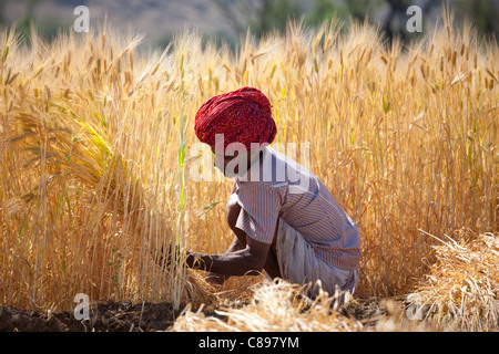 Récolte de l'orge récoltée par les travailleurs agricoles dans les champs à Nimaj, Rajasthan, Inde du Nord Banque D'Images