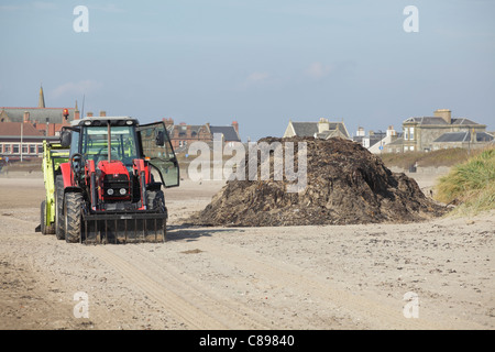 Les débris d'être effacé par un tracteur sur South Beach, dans la ville balnéaire de Troon, Ayrshire, Scotland, UK Banque D'Images