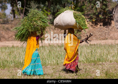 Lucerne la récolte passe pour le fourrage des animaux par les travailleurs agricoles dans les champs à Nimaj, Rajasthan, Inde du Nord Banque D'Images