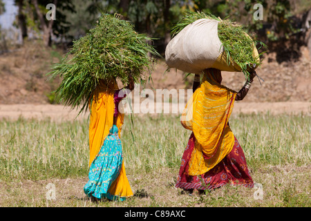 Lucerne la récolte passe pour le fourrage des animaux par les travailleurs agricoles dans les champs à Nimaj, Rajasthan, Inde du Nord Banque D'Images