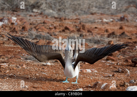 Blue-footed Booby (Sula nebouxii) le ciel pointant pendant la danse de la cour sur l'île de Seymour Nord dans les îles Galapagos Banque D'Images