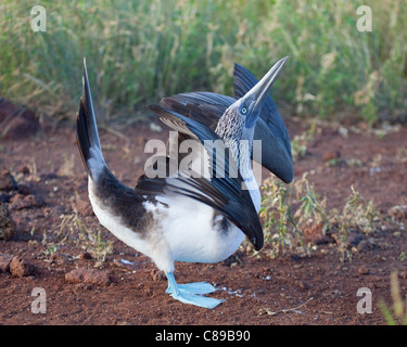 Booby à pieds bleus (Sula nebouxii) en plein ciel pendant la danse de la cour dans les îles Galapagos Banque D'Images