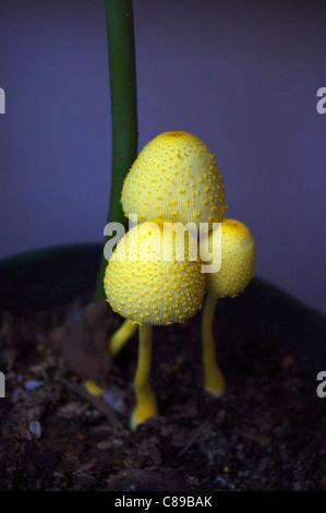 Plissé jaune coulemelle (Leucocoprinus birnbaumii) le partage de la terre végétale à l'avocat en pot Banque D'Images