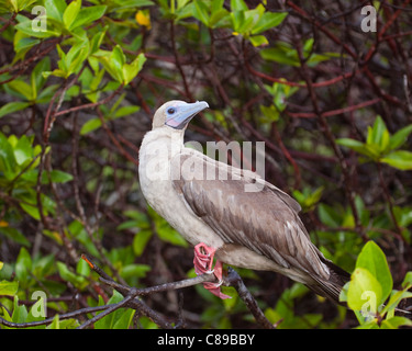 Fou à pieds rouges (Sula sula) phase marron, perché dans l'arbre de la mangrove Banque D'Images