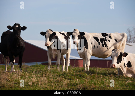 La ferme de la vache dans le Wisconsin - temps d'automne Banque D'Images