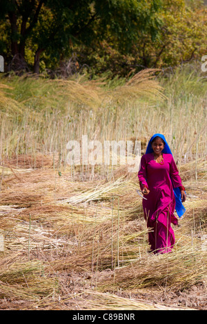 Femme indienne au travailleur agricole ferme à Sawai Madhopur Ranthambore près au Rajasthan, Inde du Nord Banque D'Images