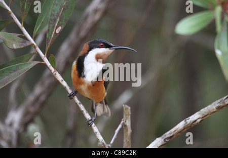 Spinebill orientale Banque D'Images