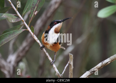 Spinebill orientale Banque D'Images