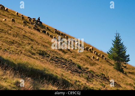 Le paysage traditionnel d'un troupeau de moutons en Roumanie - Carpates Banque D'Images