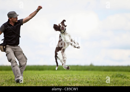 L'Allemagne, la Basse Bavière, Man training Épagneul Springer Anglais dans grass field Banque D'Images