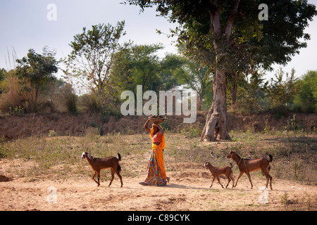 Femme indienne avec troupeau de chèvres à Sawai Madhopur au Rajasthan, Inde du Nord Banque D'Images