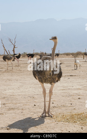 L'autruche dans Hai Bar réserve naturelle. Yotvata. Vallée de l'Arava. Israël Banque D'Images