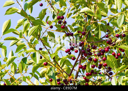 L'Autriche, Close up de branche de l'arbre aux cerises griottes Banque D'Images