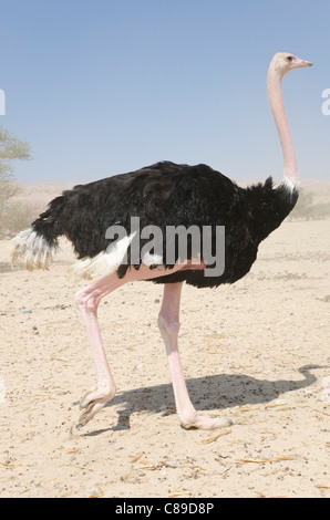 L'autruche dans Hai Bar réserve naturelle. Yotvata. Vallée de l'Arava. Israël Banque D'Images