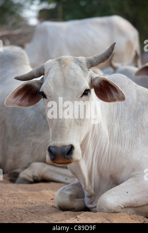 Bull entre troupeau de bovins à Jhupidiya Village de Sawai Madhopur, Rajasthan, Inde du Nord Banque D'Images