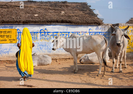 Femme indienne vient de recueillir de la bouse de vache de troupeau de bovins à Jhupidiya Village de Sawai Madhopur, Rajasthan, Inde du Nord Banque D'Images