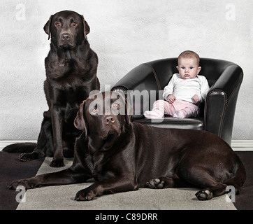 Mignon Bebe Labrador Chocolat Avec Son Animal De Compagnie Photo Stock Alamy