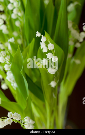 Bouquet de muguet Banque D'Images