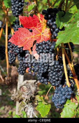 Allemagne, Rhénanie-Palatinat, Bad Neuenahr-Ahrweiler, sentier de randonnée du vin rouge avec des grappes de raisin dans la vigne, Close up Banque D'Images