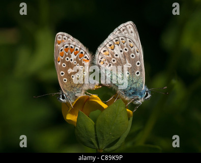 Blues commun Polyommatus icaru Image montre une paire d'accouplement de Blues. Banque D'Images