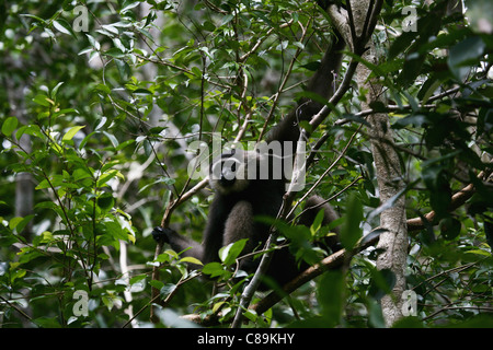 L'Indonésie, Bornéo, Tanjunj Puting Parc National, vue de la forêt de singe gibbon Banque D'Images