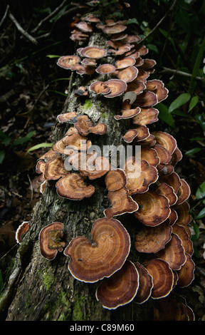 L'Indonésie, Bornéo, Tanjunj Puting Parc National, vue de champignons poussant sur le log Banque D'Images