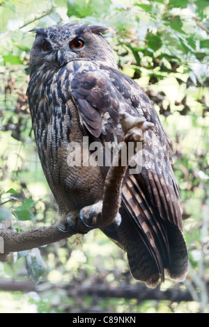 Un grand hibou perché sur une branche Banque D'Images