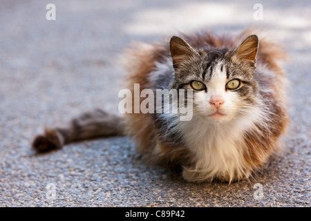 Italie, Toscane, Crète, cheveux longs et yeux de chat assis Banque D'Images