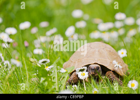 L'Allemagne, la Bavière, la tortue d'Hermann dans la prairie avec pissenlits blanc Banque D'Images