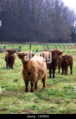 Allemagne, Harz, Long haired cattles sur terrain Banque D'Images