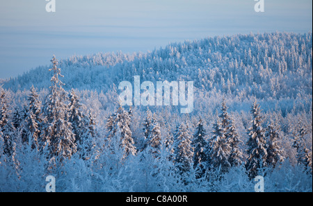 Paysage finlandais de la forêt boréale de taïga en hiver (-25 C) , arbres principalement des spruches ( picea abies ) et des oiseaux ( betula ) , Finlande Banque D'Images