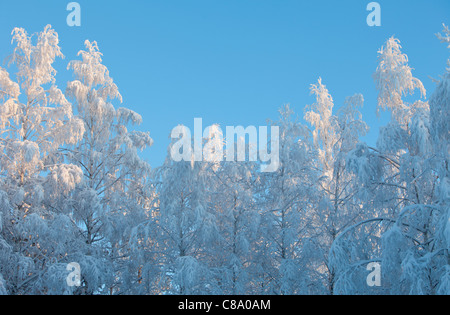 Bouleau neigeux ( betula ) de la cime des arbres , Finlande Banque D'Images