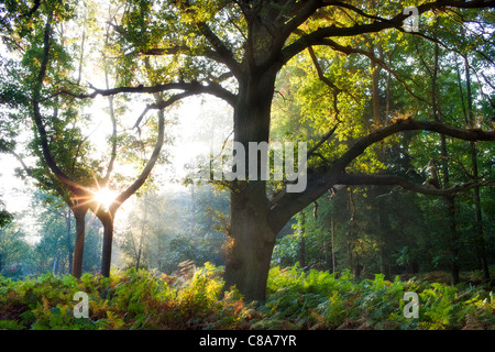 Beau matin d'automne avec le soleil qui brille à travers les arbres. Banque D'Images