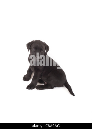 Chiot labrador noir assis looking at camera sur fond blanc isolé Banque D'Images