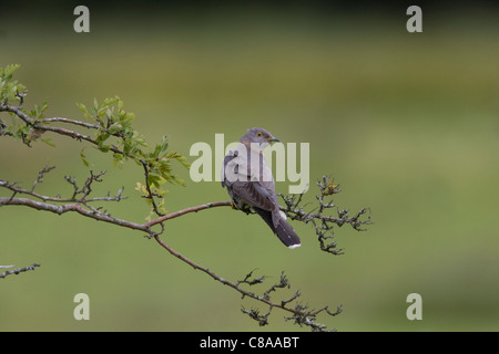 Cuckoo Cuculus canorus) (un migrant de printemps dans les Brecon Beacons Banque D'Images