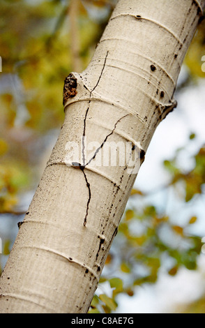 Gros plan du tronc d'un Peuplier faux-tremble (Populus tremuloides) arbre. Tourné sur fuji film 200. Banque D'Images