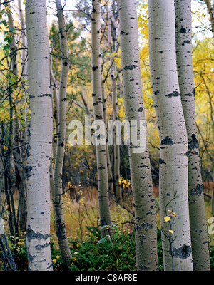Les trembles dans le Parc National des Montagnes Rocheuses. Banque D'Images