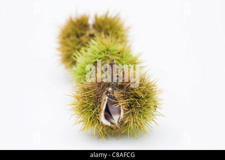 Castanea sativa. Châtaignes isolé sur un fond blanc. Banque D'Images