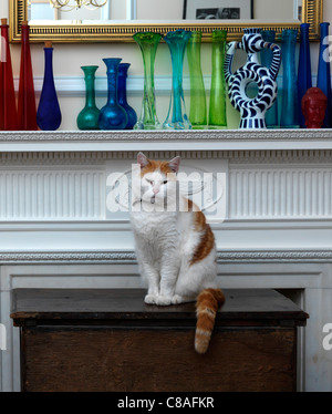 Et le gingembre blanc Tom Cat Sitting in front of a Fire Place Banque D'Images