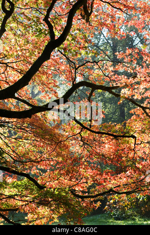 Lumière du soleil à travers Acer palmatum 'atsumarae'. Banque D'Images