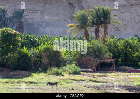 Une section de la rivière du Nil avec banque banque herbeux, un petit abri en bois, un âne, soutenues par des palmiers et d'une paroi rocheuse, de l'Égypte Banque D'Images