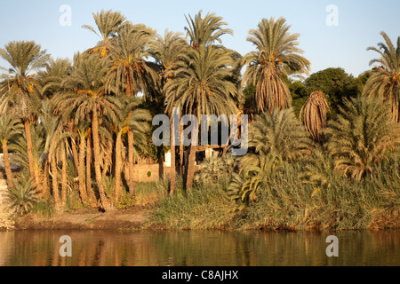 L'article de Nil banque avec palmiers et surplombant la petite maison de brique de boue baigné de lumière dorée reflétée dans la rivière Banque D'Images