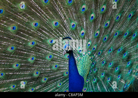 Peacock afficher Banque D'Images