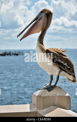 Un pélican brun, de la famille d'oiseaux Pelecanidae, assis le long d'un quai à Saint-Pétersbourg, en Floride. Banque D'Images