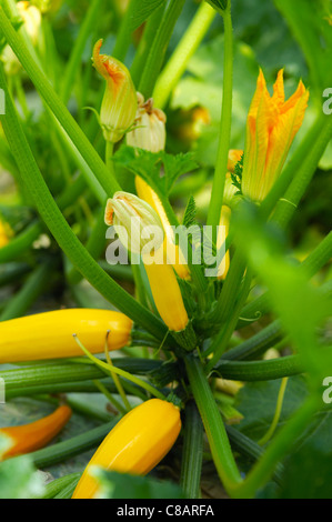 Courgettes jaunes et des fleurs sur la plante Banque D'Images