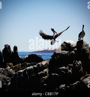 Pelican landing près de Castillo Wulff à Viña Del Mar, Chili Banque D'Images