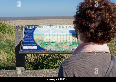 Femme lisant information board sur les fleurs sauvages qui poussent sur la plage d'Aldeburgh, Suffolk, UK. Banque D'Images