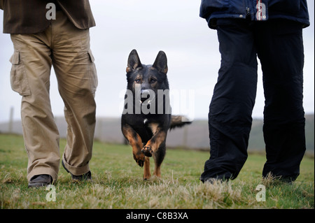 Un berger allemand et un gestionnaire pratique au centre de formation d'un chien qui se spécialise dans la protection individuelle et de sécurité UK Banque D'Images