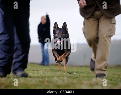 Un berger allemand et un gestionnaire pratique au centre de formation d'un chien qui se spécialise dans la protection individuelle et de sécurité UK Banque D'Images